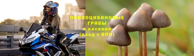 Псилоцибиновые грибы MAGIC MUSHROOMS  mega зеркало  Гаджиево 