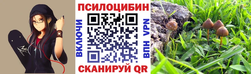 Галлюциногенные грибы Psilocybe  Гаджиево 